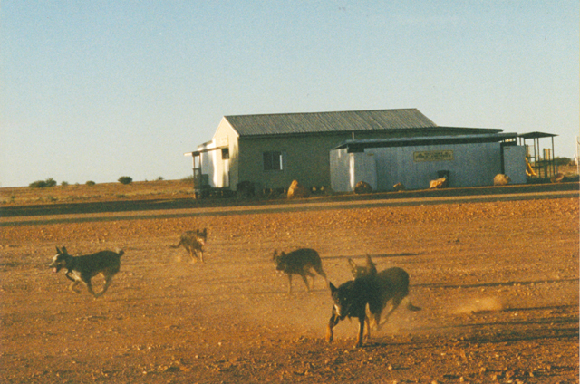 Noccundra, Queensland