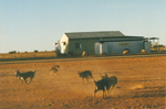 Noccundra, Queensland